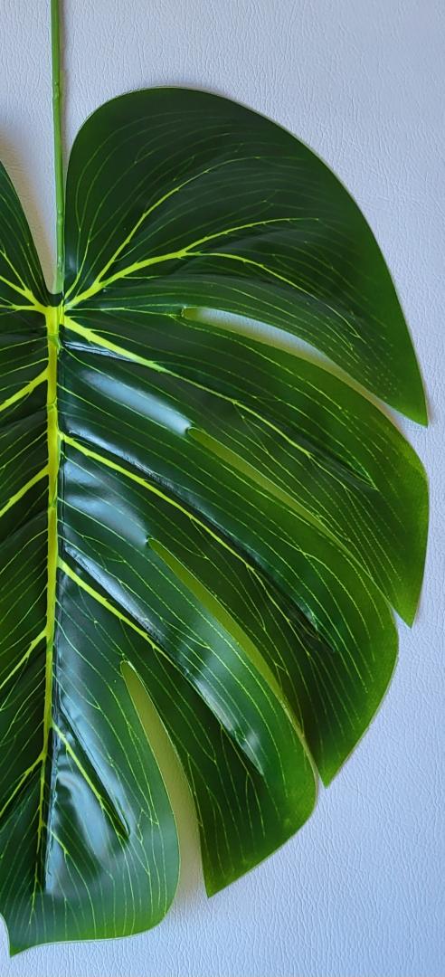 Frunza Monstera  Mare Verde