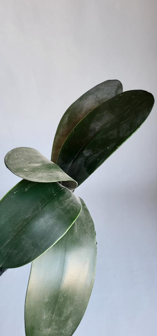 Frunza Orhidee Artificiala 5frunze