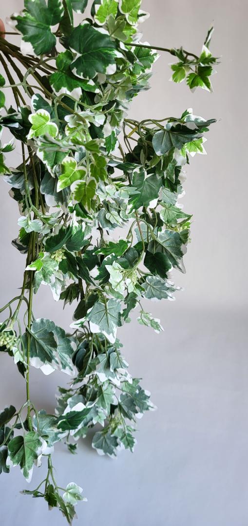 Buchet Iedera Curgator Alb-Verde