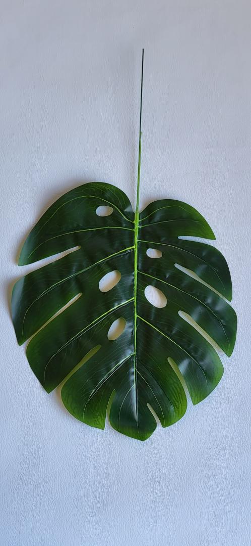 Monstera Frunza