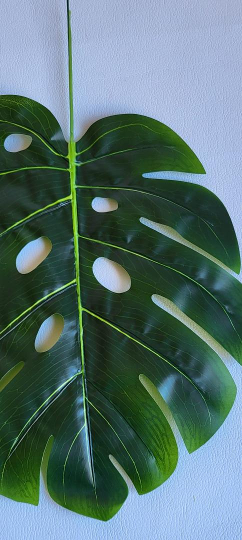 Monstera Frunza