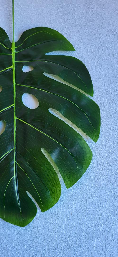 Monstera Frunza