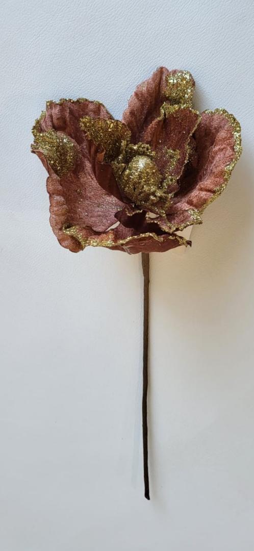 Craciunita Catifelata Maro