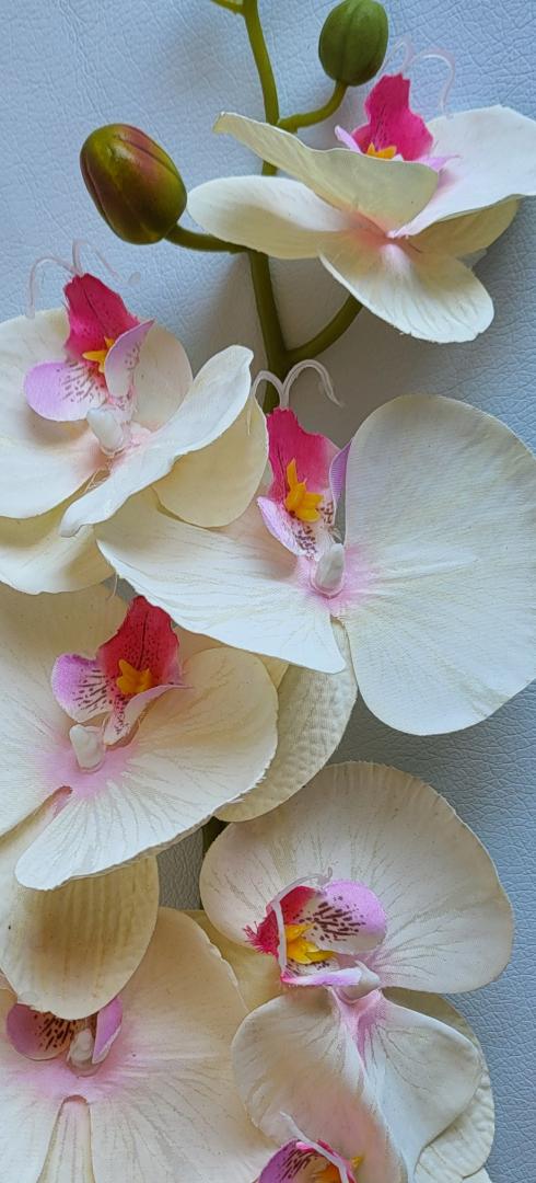 Orhidee Artificiala 8 capete Crem
