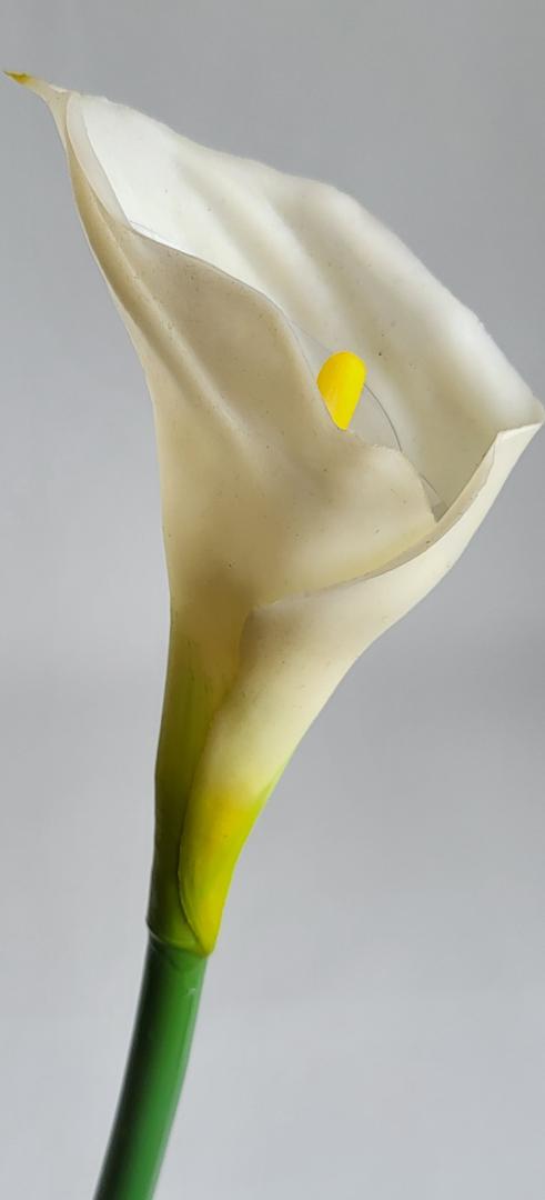 Calla Siliconata Alba