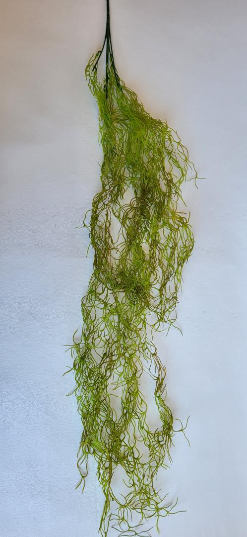 Tilansia Curgator Verde