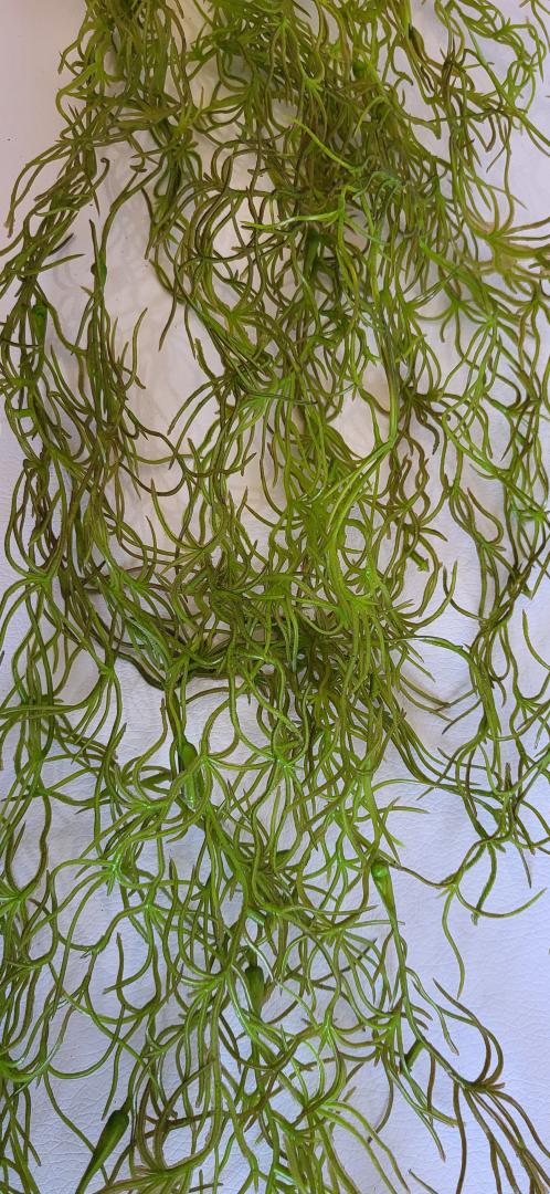 Tilansia Curgator Verde