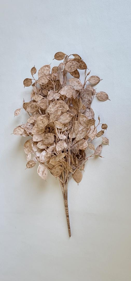 Buchet Capucino 7fire