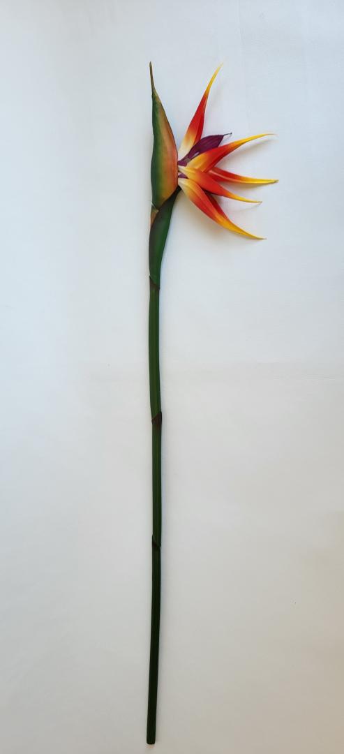 Strelicia Artificiala