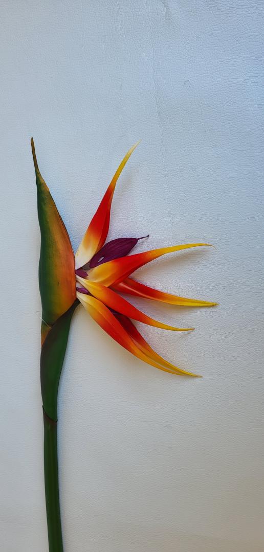 Strelicia Artificiala