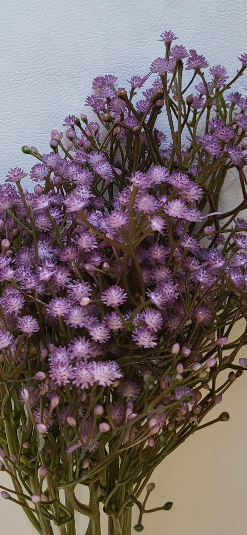 Gipsofhila Artificiala Mov