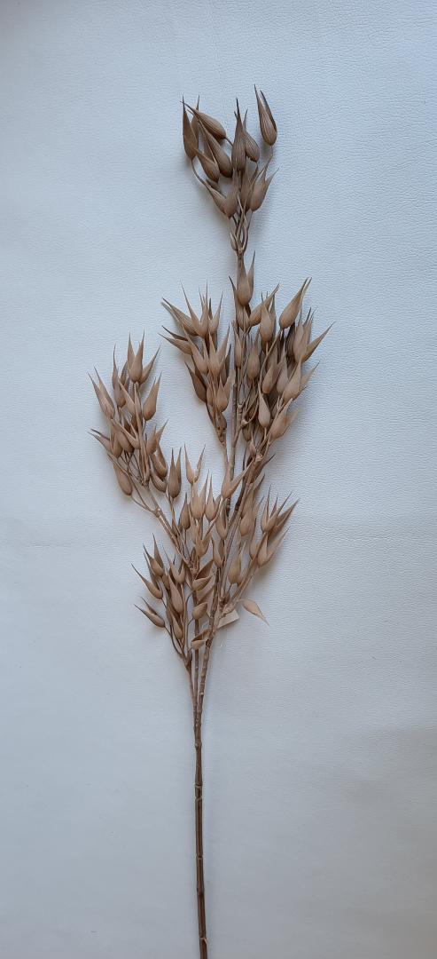 Creanga Decorativa Natur