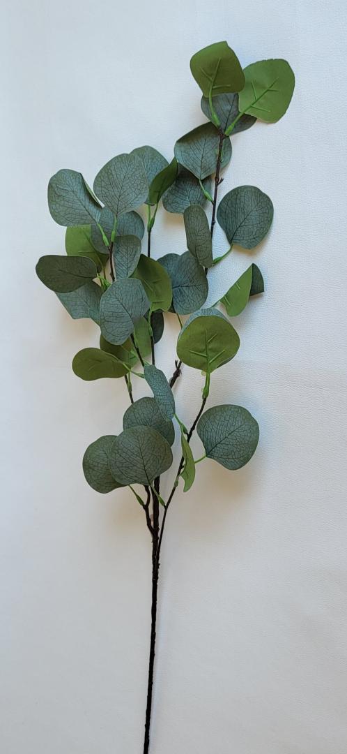 Creanga Eucalipt 5 ramuri