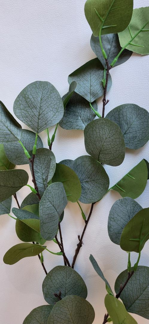 Creanga Eucalipt 5 ramuri