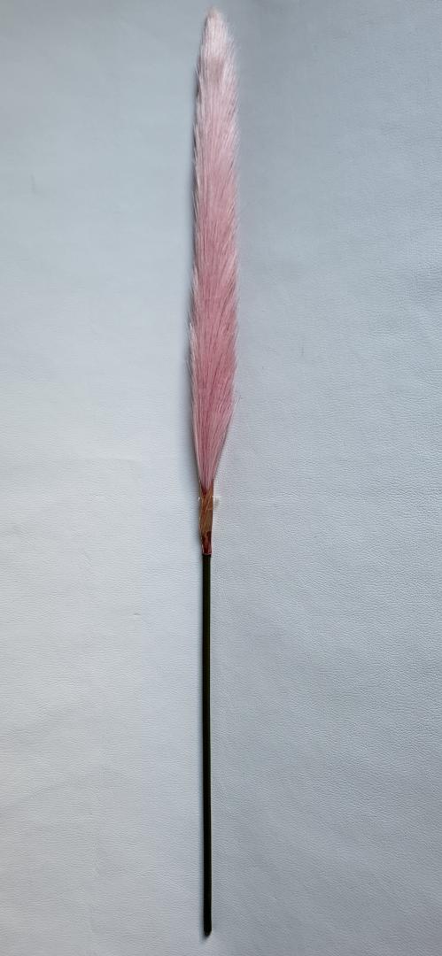 Iarbă de pampas