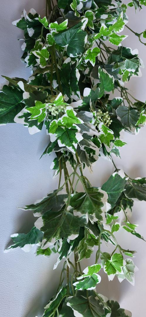 Buchet Iedera Curgator Alb-Verde