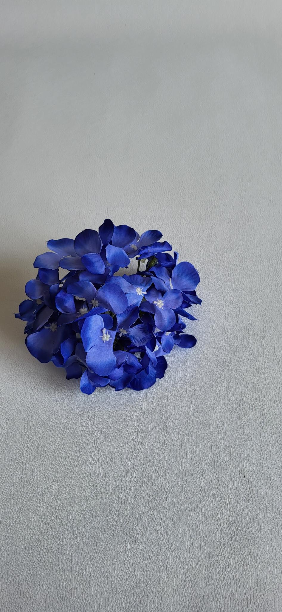 Hortensie albastru